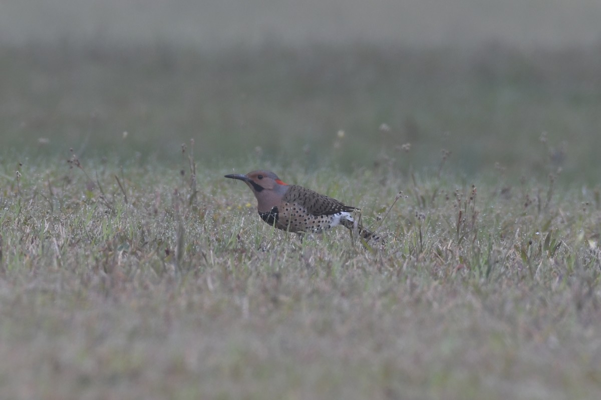 Northern Flicker (Yellow-shafted) - ML548726981