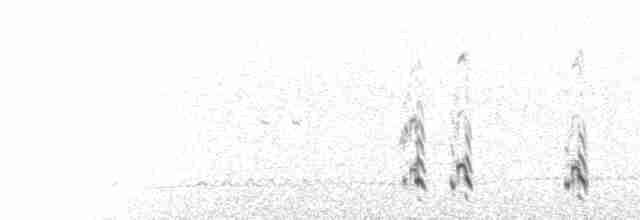  - Long-tailed Jaeger