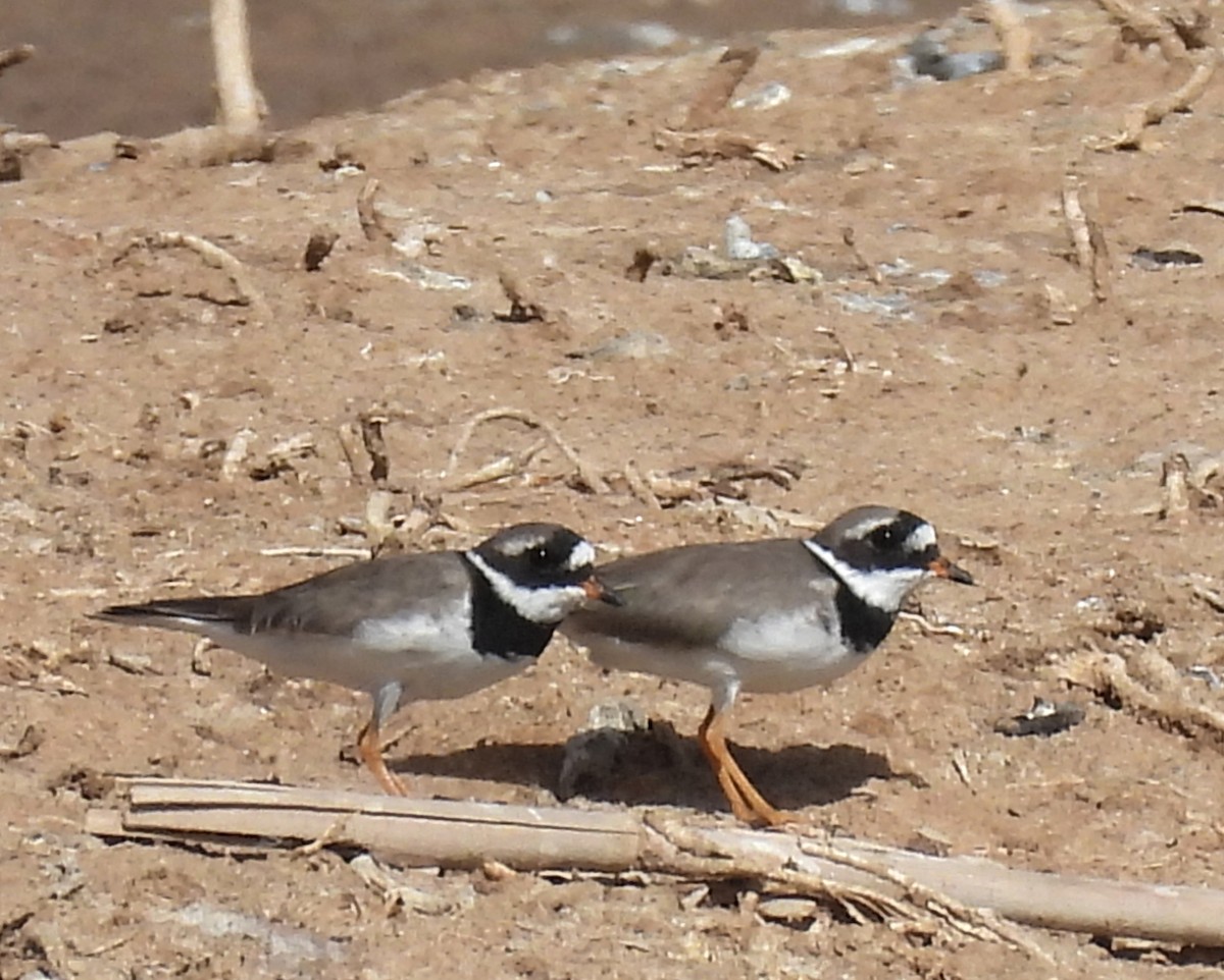 Common Ringed Plover - ML548733791
