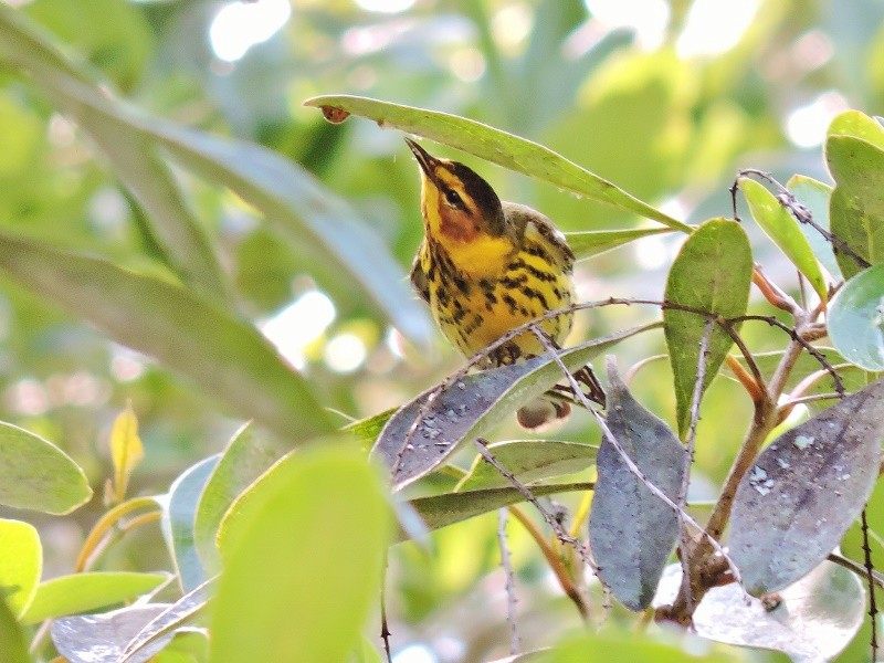 Cape May Warbler - Sharon Wilcox