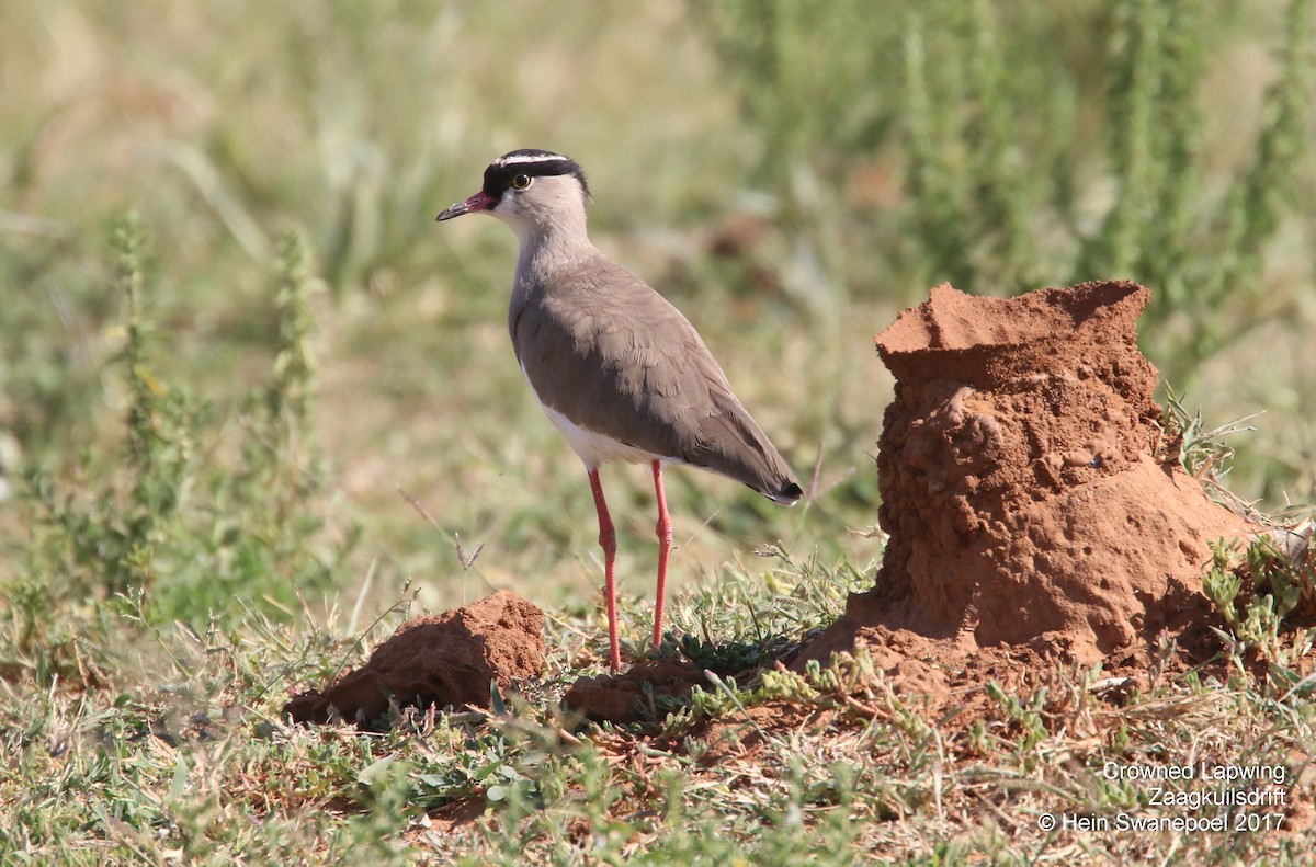 Crowned Lapwing - ML54874011