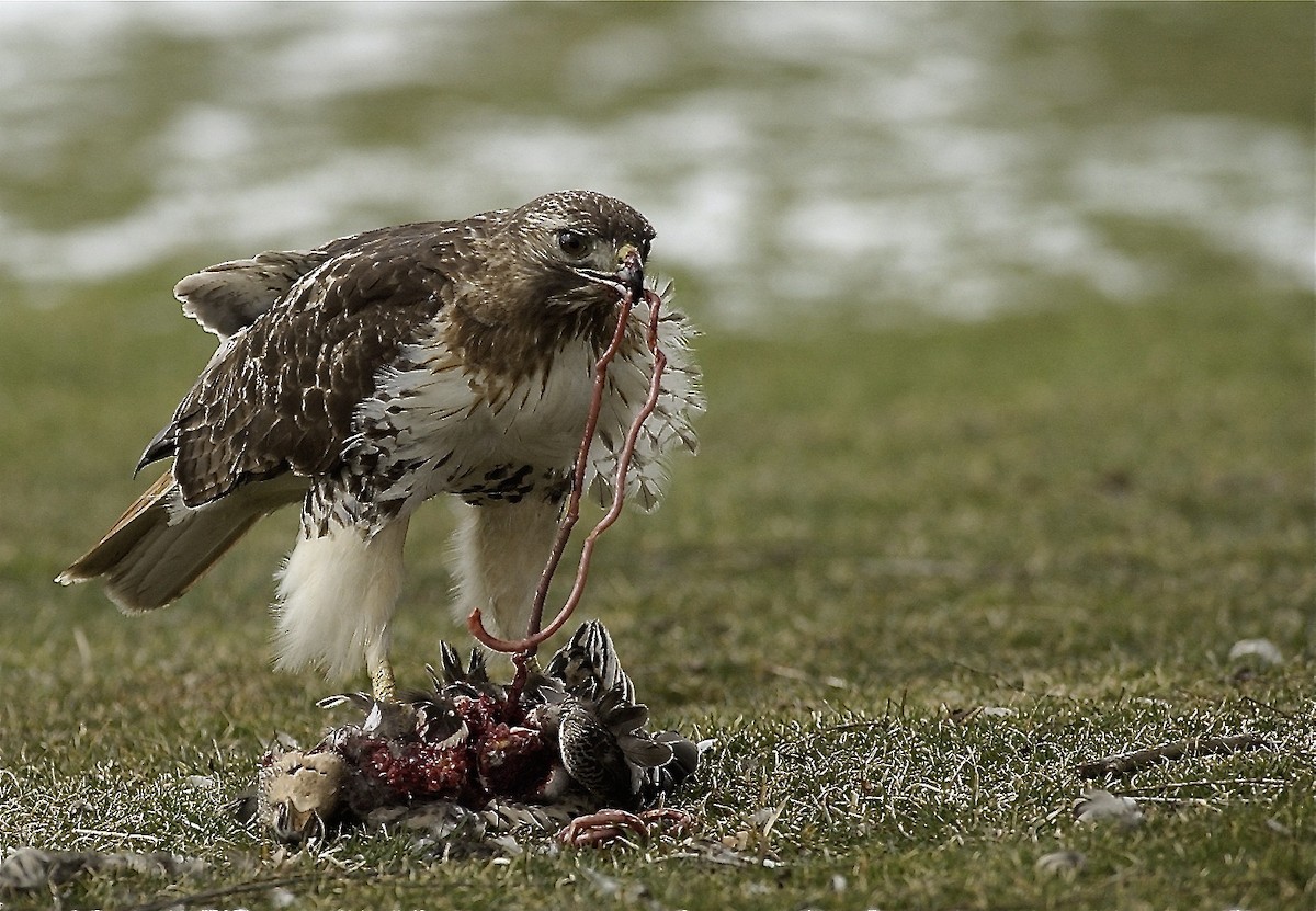 Red-tailed Hawk - ML548741001
