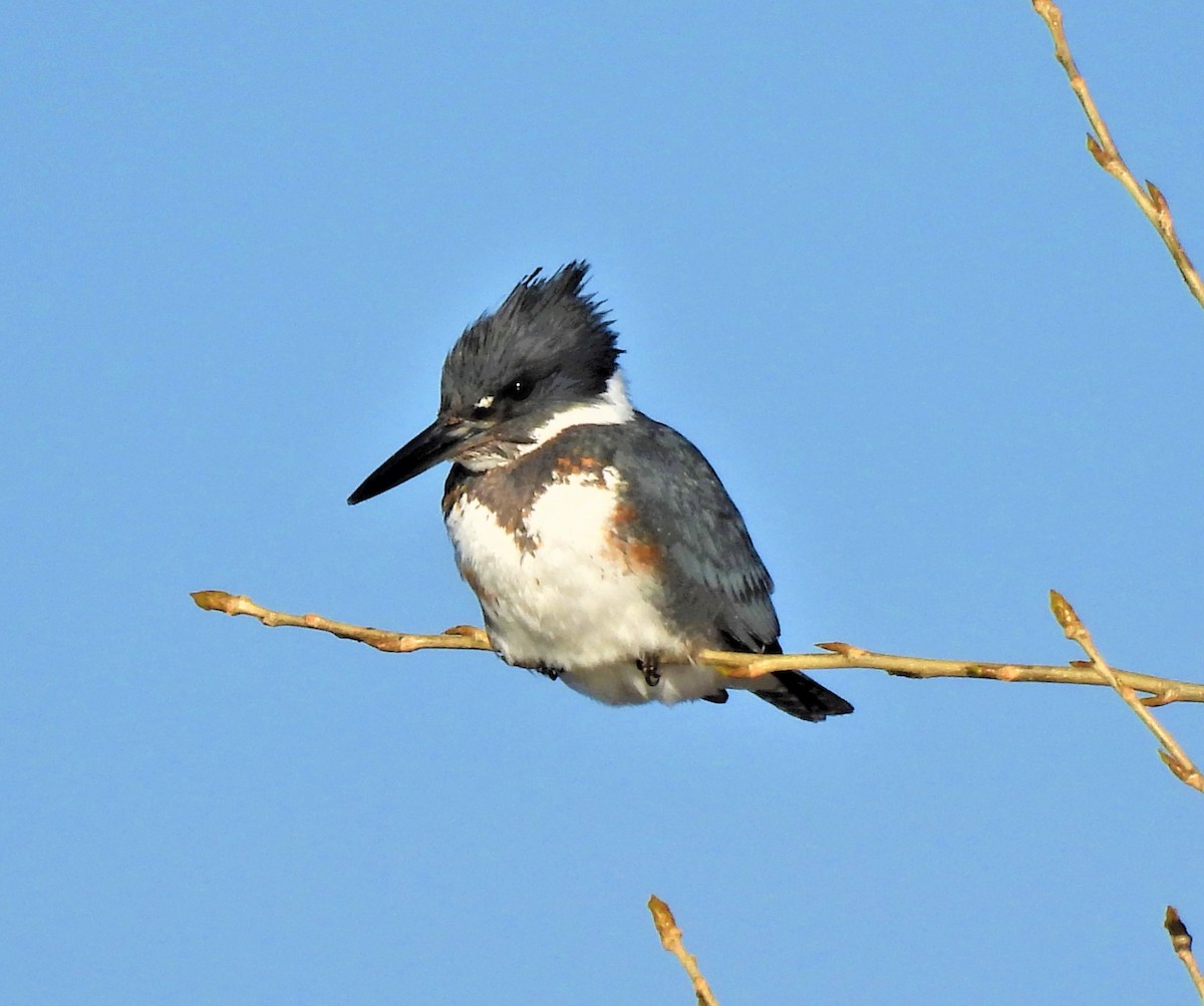 Belted Kingfisher - ML548742351