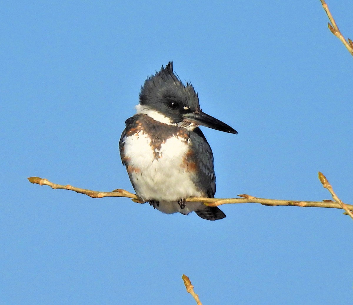 Belted Kingfisher - ML548742441