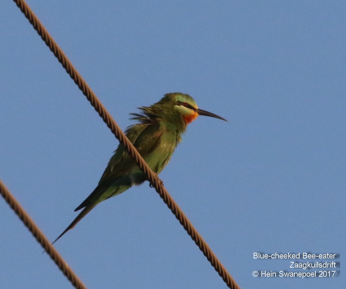 Blue-cheeked Bee-eater - ML54875081