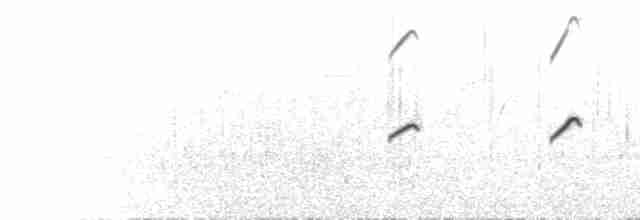  - Pigeon Guillemot (columba Group)