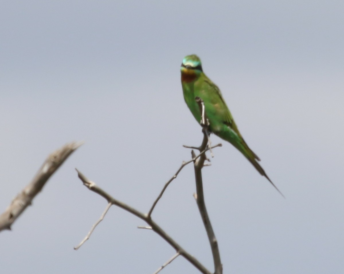 Blue-cheeked Bee-eater - ML54875111