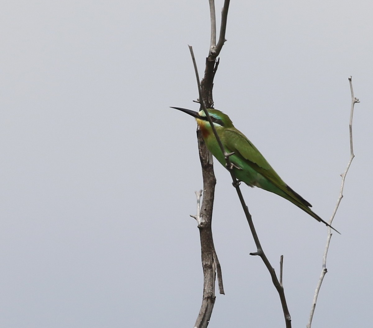 Blue-cheeked Bee-eater - ML54875121
