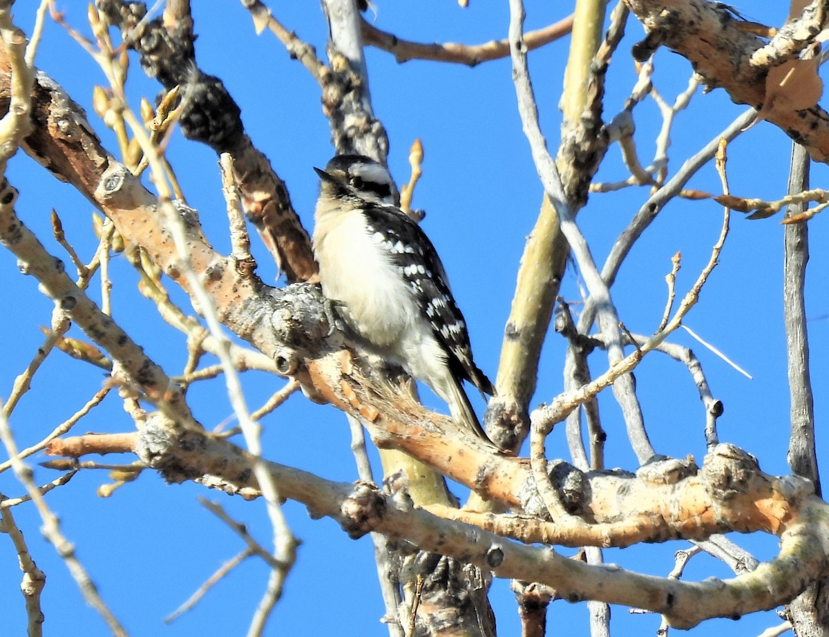Downy Woodpecker - ML548752571
