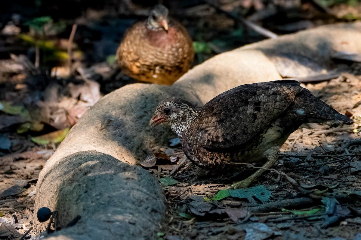 Scaly-breasted Partridge (Tonkin) - ML548755661
