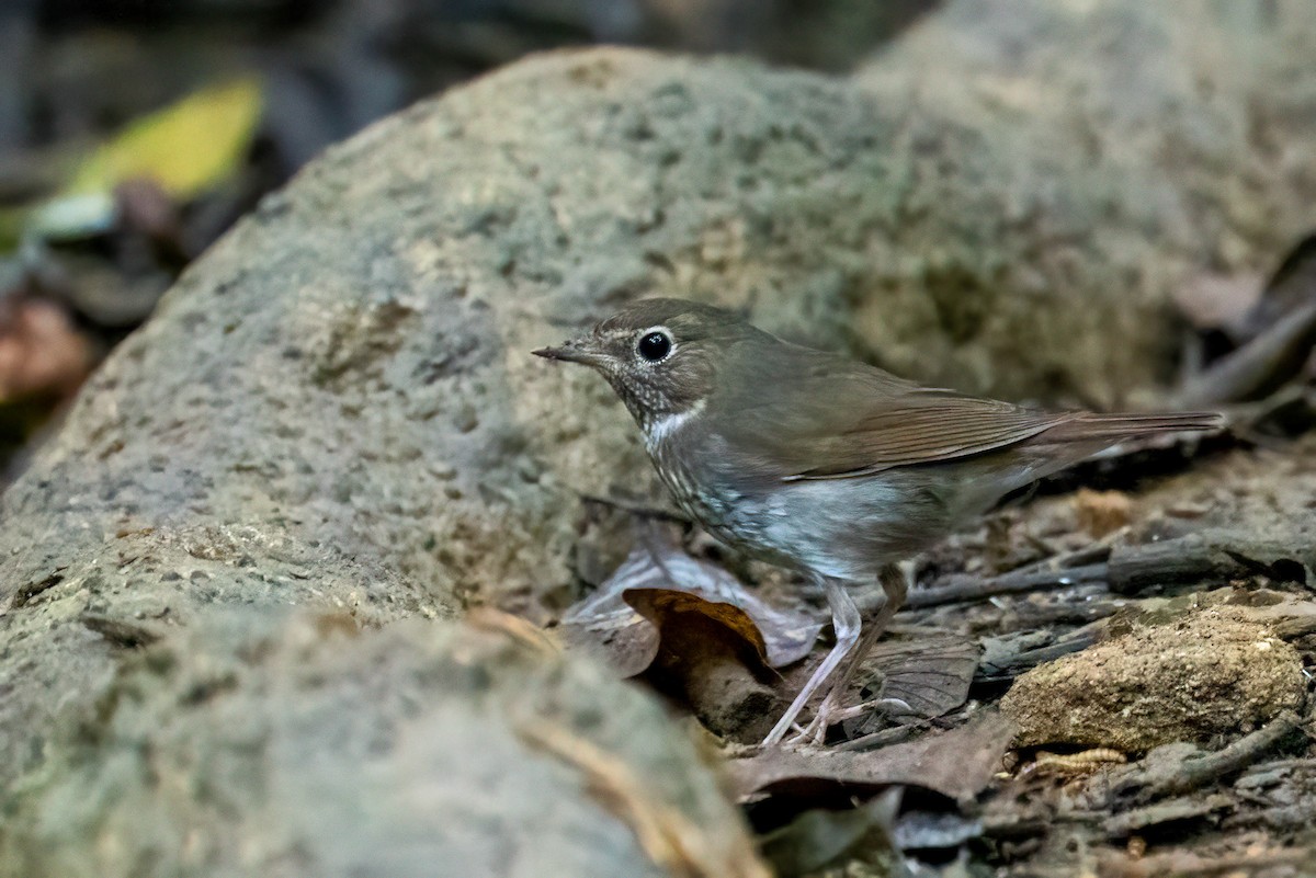 Rufous-tailed Robin - Gustino Lanese