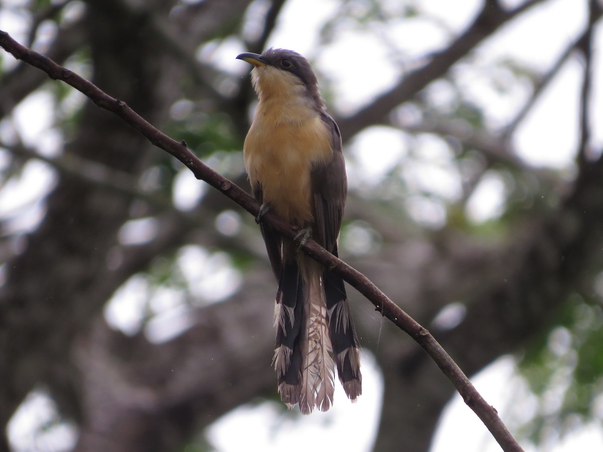 Mangrove Cuckoo - kenneth reyes