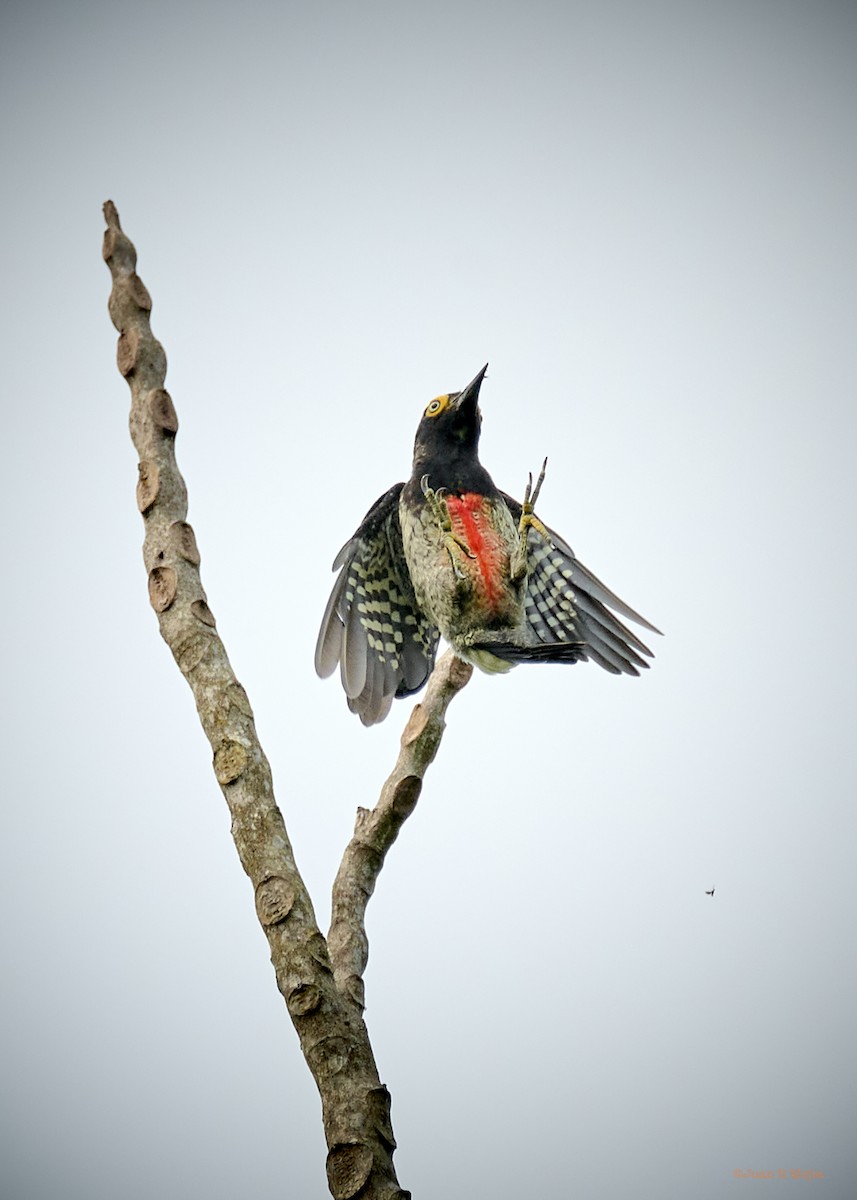 Yellow-tufted Woodpecker - ML548763651