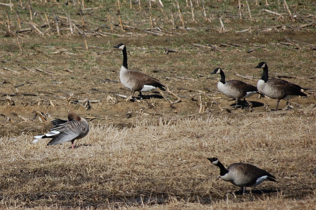 Pink-footed Goose - ML548766031