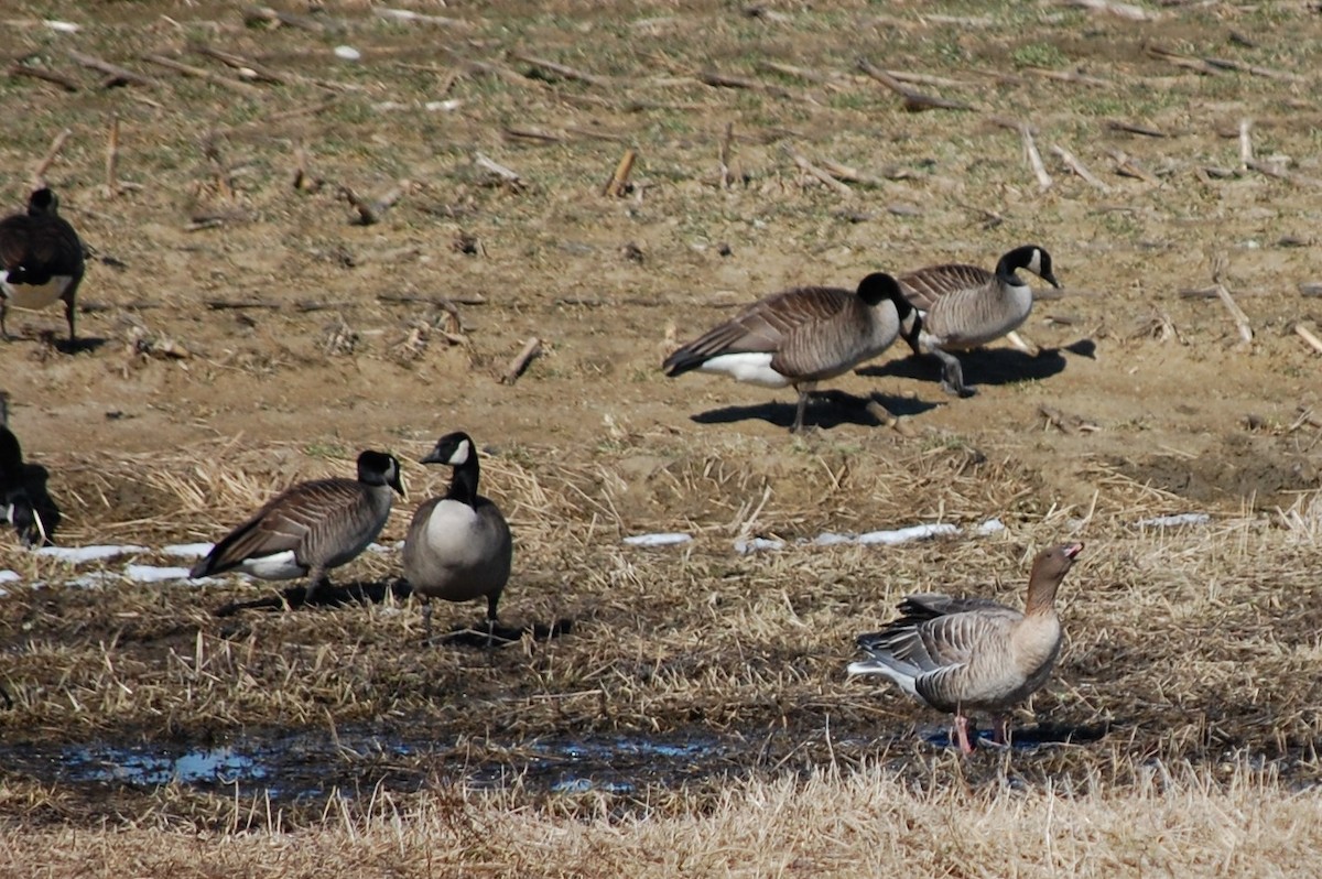 Pink-footed Goose - ML548766041
