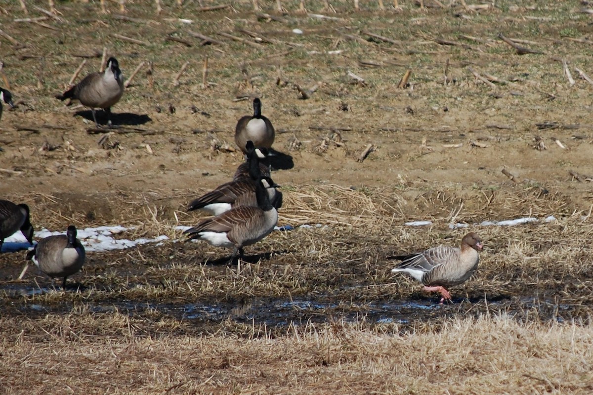 Pink-footed Goose - ML548766051