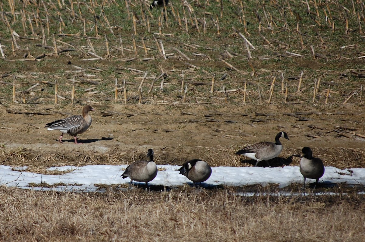 Pink-footed Goose - ML548766061