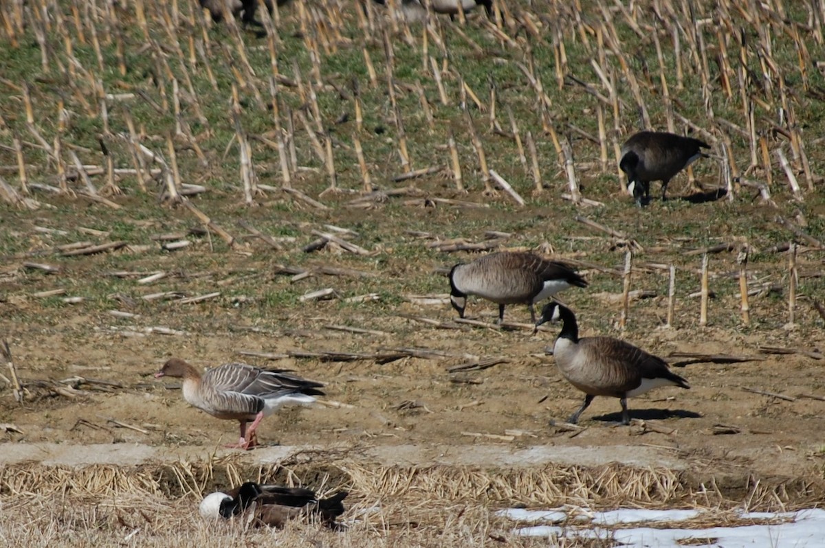 Pink-footed Goose - ML548766081