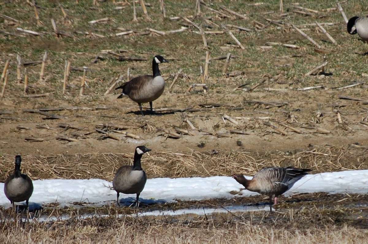 Pink-footed Goose - ML548766091