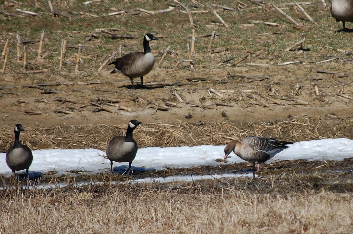 Pink-footed Goose - ML548766101