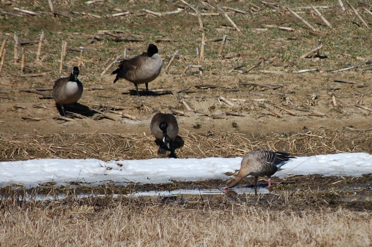 Pink-footed Goose - ML548766111