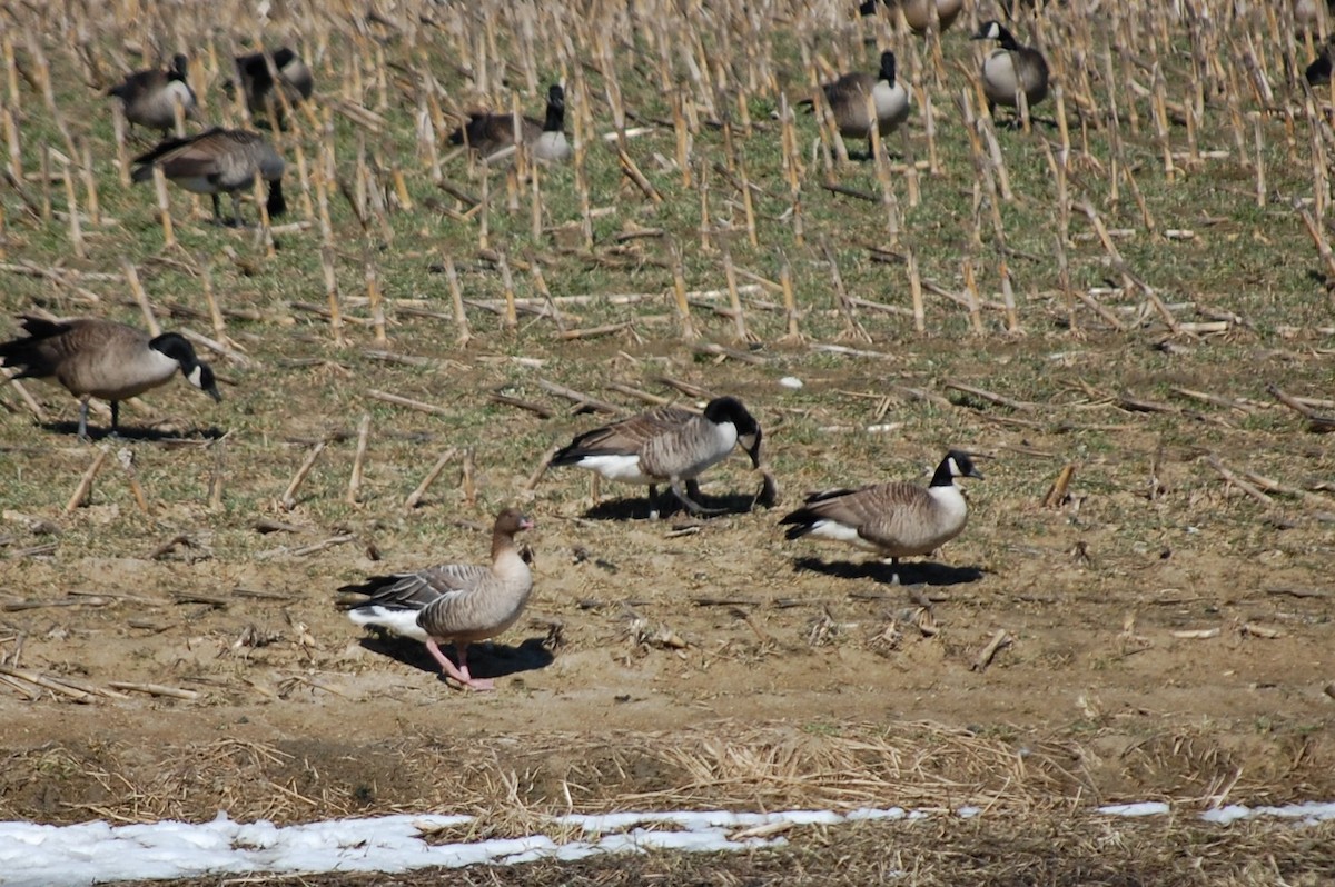 Pink-footed Goose - ML548766121