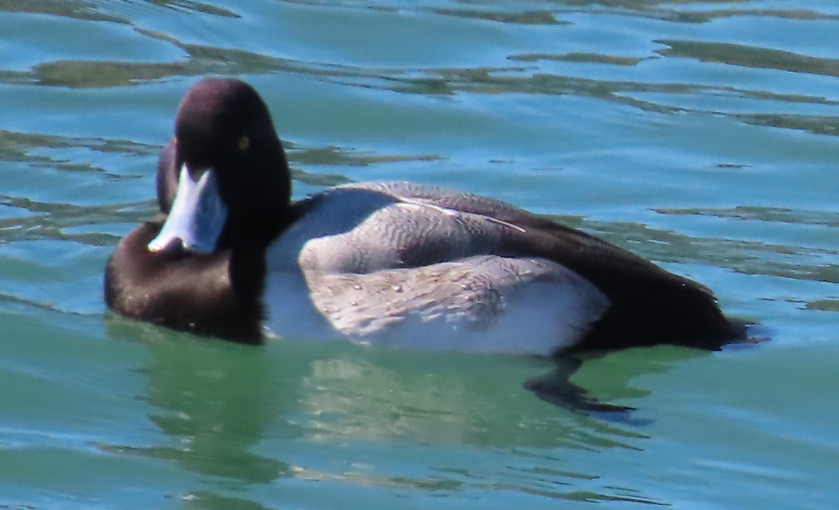 Greater/Lesser Scaup - ML548766351