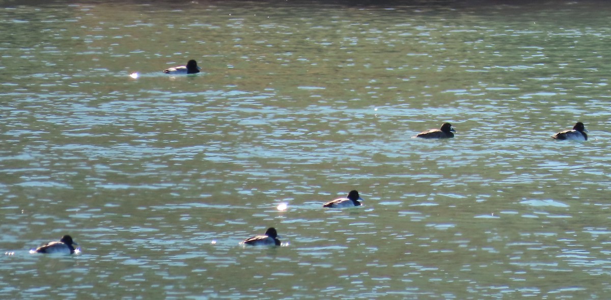 Greater/Lesser Scaup - ML548766361