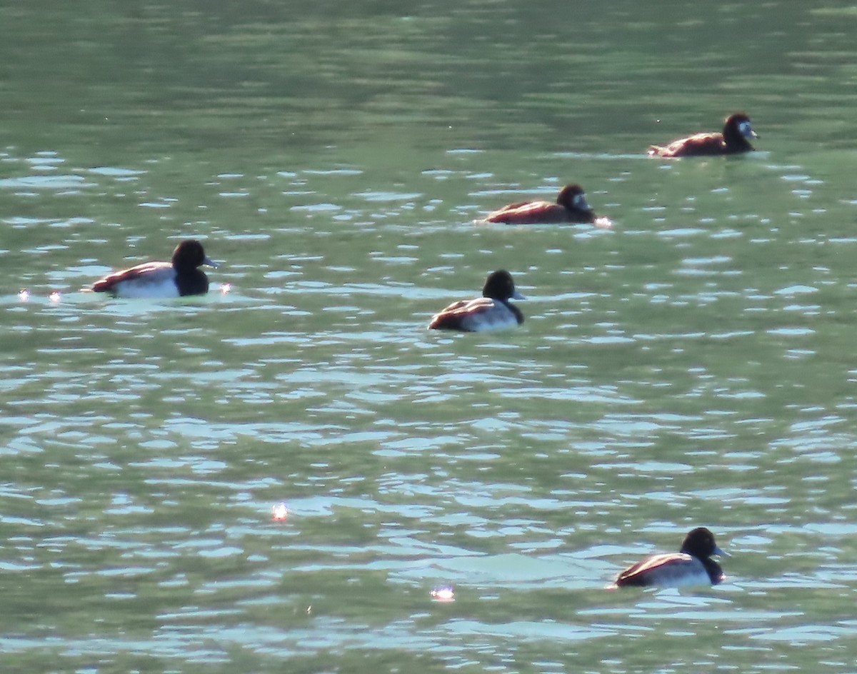 Greater/Lesser Scaup - ML548766371
