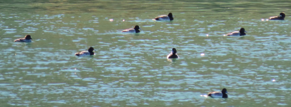 Greater/Lesser Scaup - ML548766381