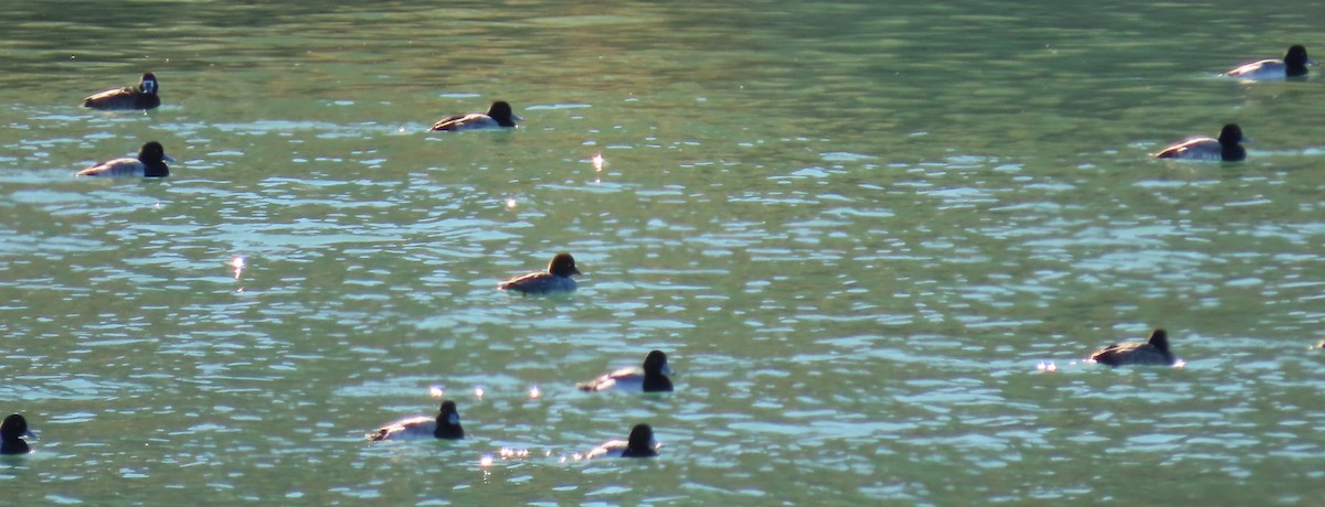 Greater/Lesser Scaup - ML548766391