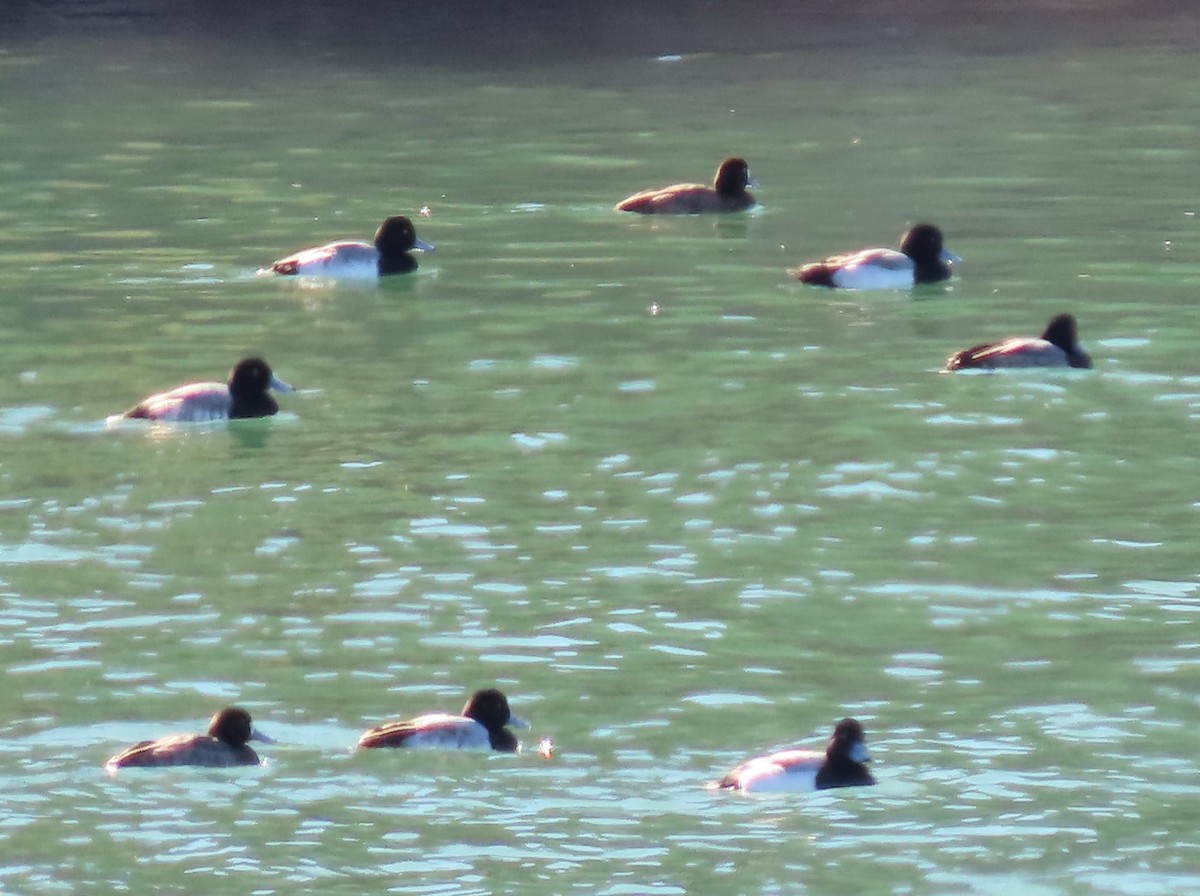 Greater/Lesser Scaup - ML548766401