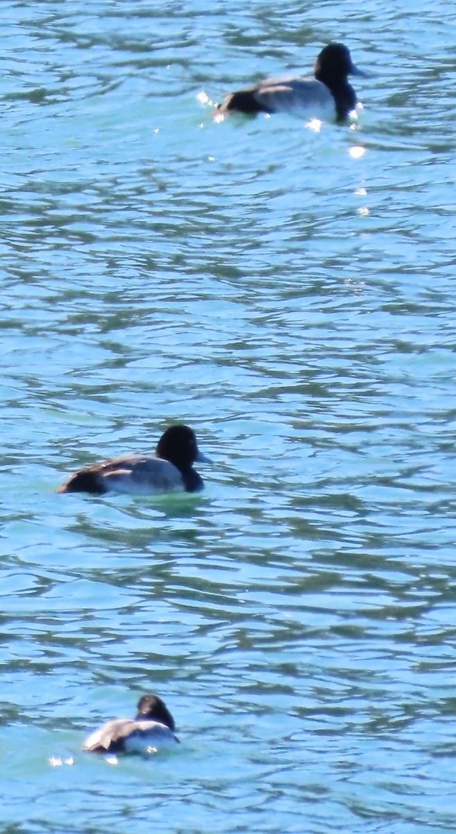 Greater/Lesser Scaup - ML548766411