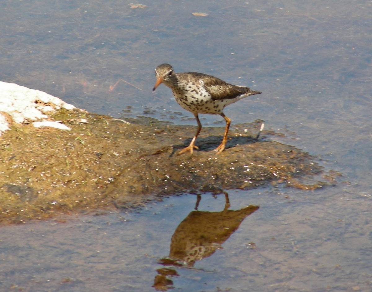 Spotted Sandpiper - Fred Peters