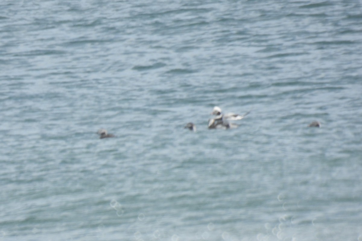 Long-tailed Duck - ML548768821