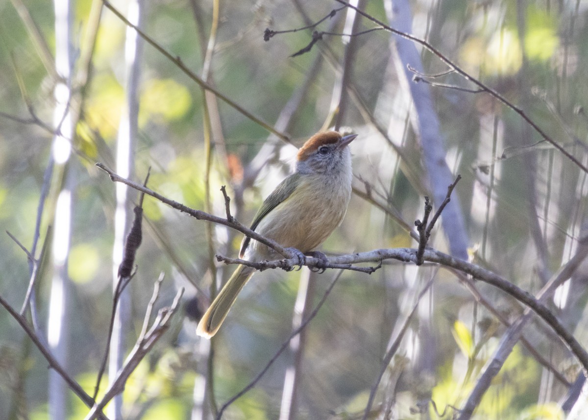 ML548771361 - Gray-eyed Greenlet - Macaulay Library