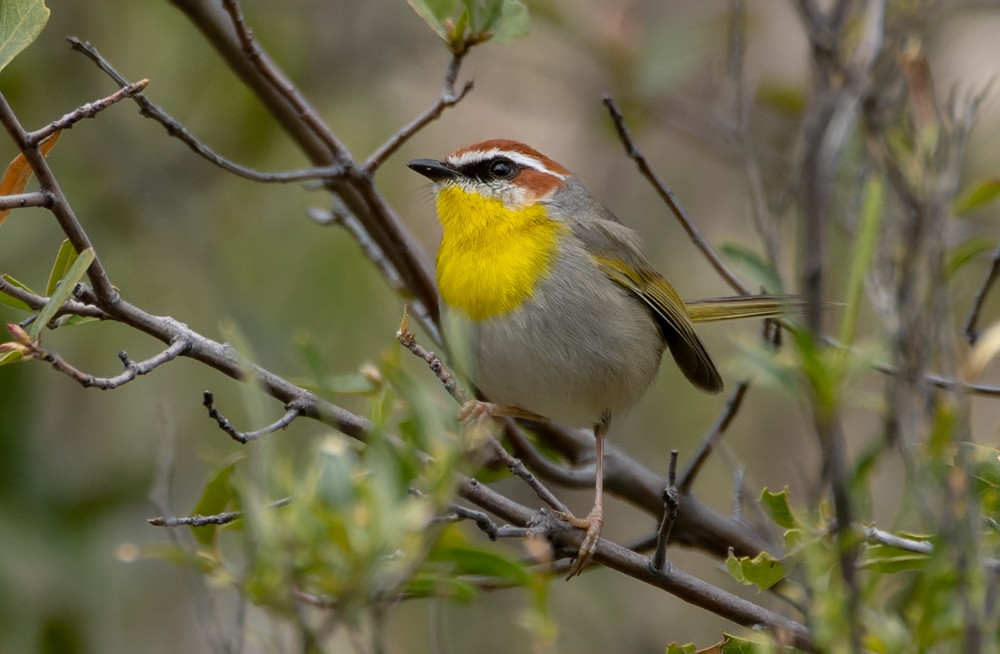 Rufous-capped Warbler - ML548782221