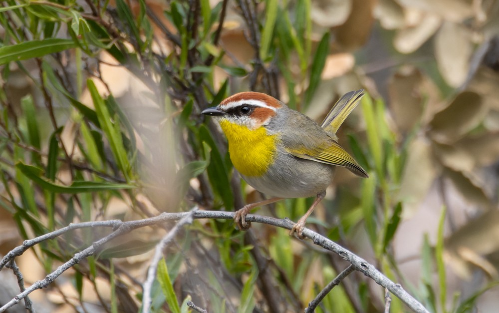 Rufous-capped Warbler - ML548782231
