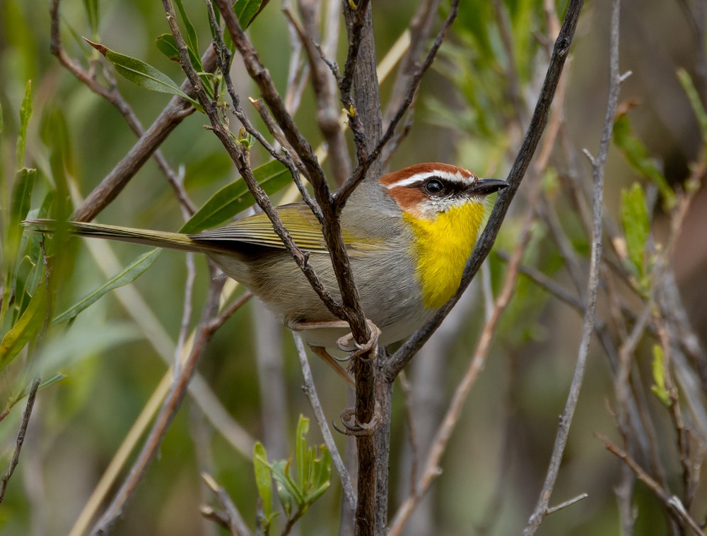 Rufous-capped Warbler - ML548782261