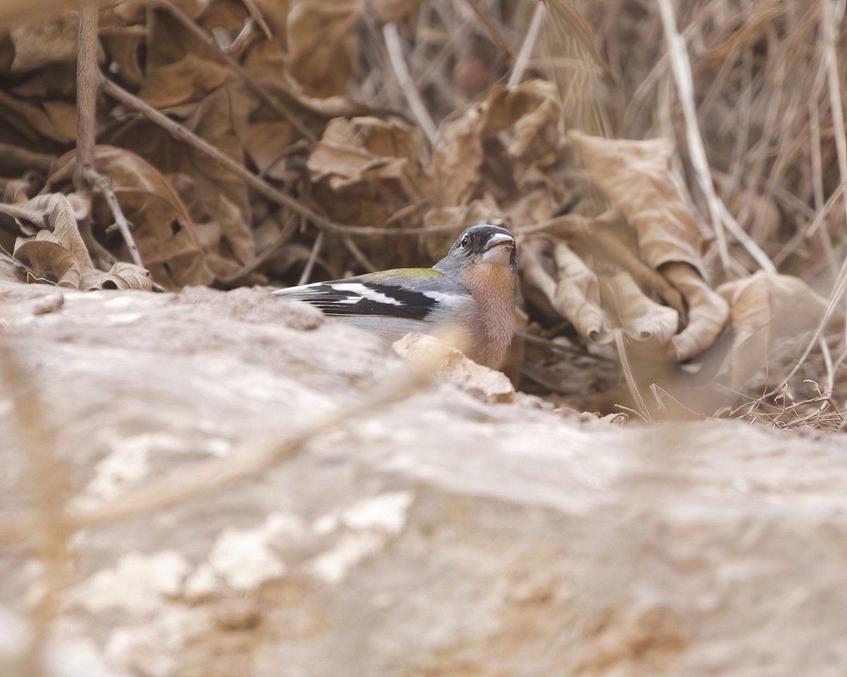 African Chaffinch (African) - ML548784021