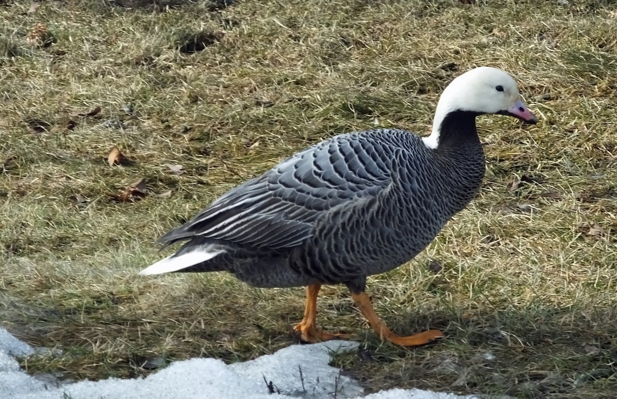 Emperor Goose - john lofgreen