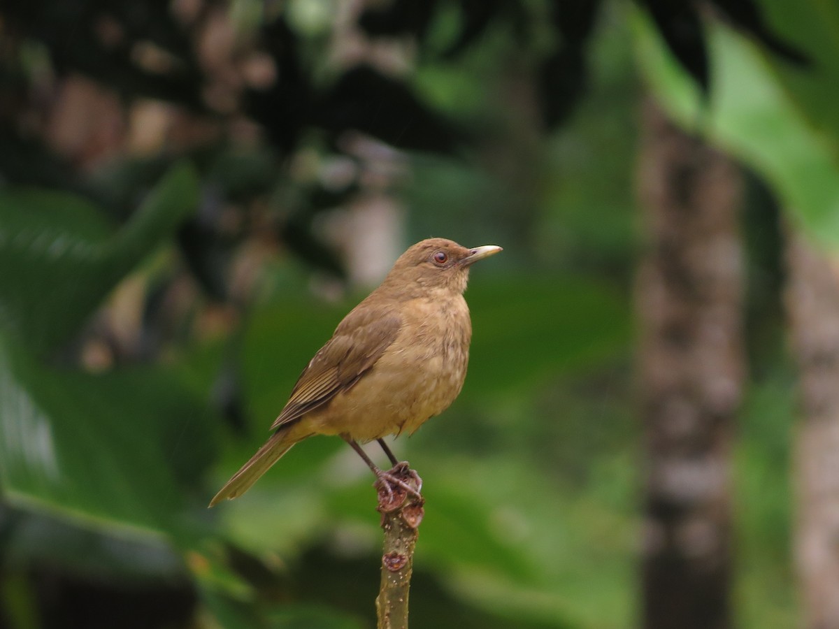 Clay-colored Thrush - kenneth reyes