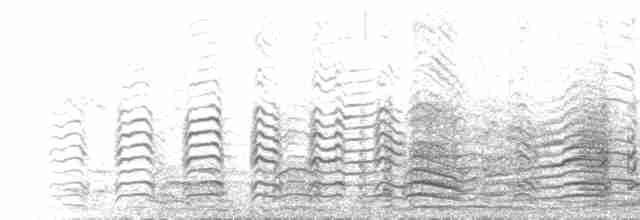  - Black-legged Kittiwake (tridactyla)