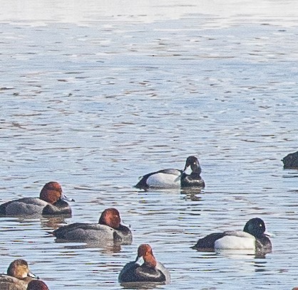 Greater Scaup - ML548789481