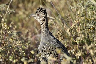 Ornate Tinamou, ML54878951