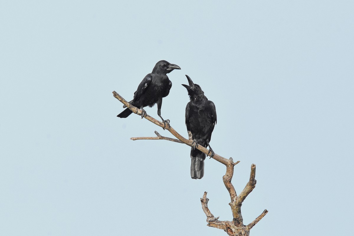 Large-billed Crow - Geoffrey Groom