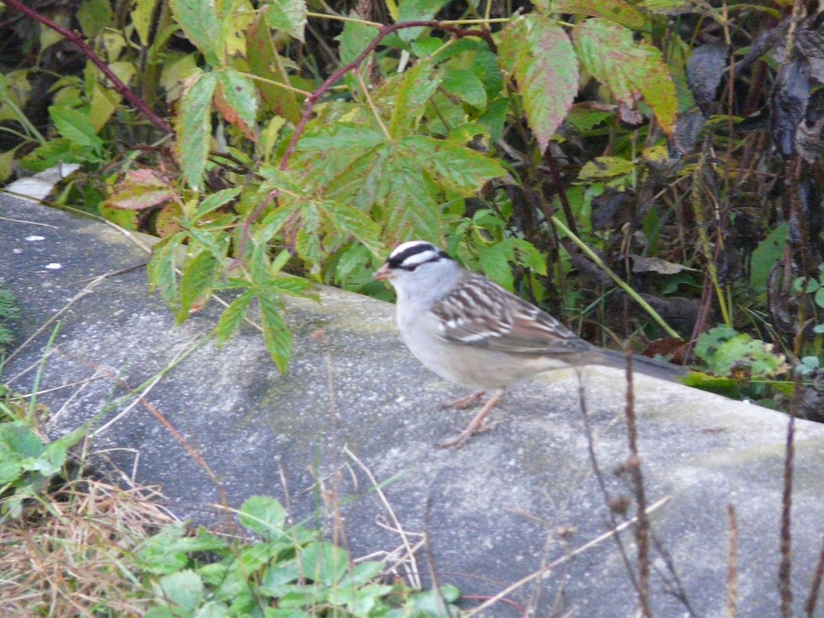 White-crowned Sparrow - Bill Crins
