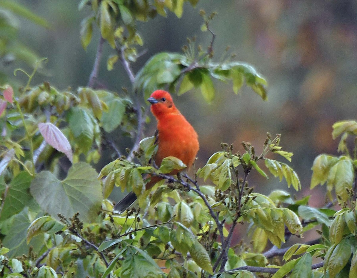 Flame-colored Tanager - ML548793751