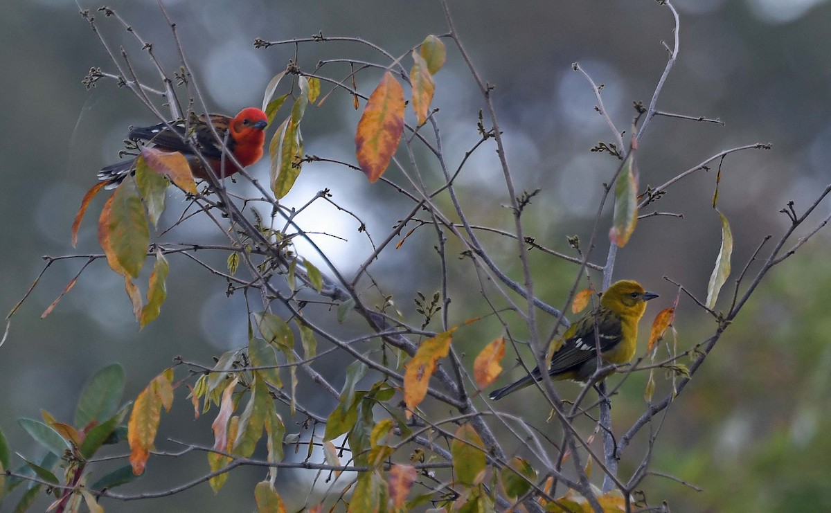 Flame-colored Tanager - ML548793811