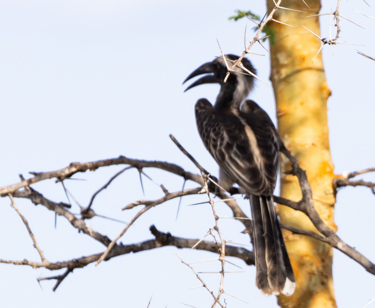 African Gray Hornbill - Blair Bernson
